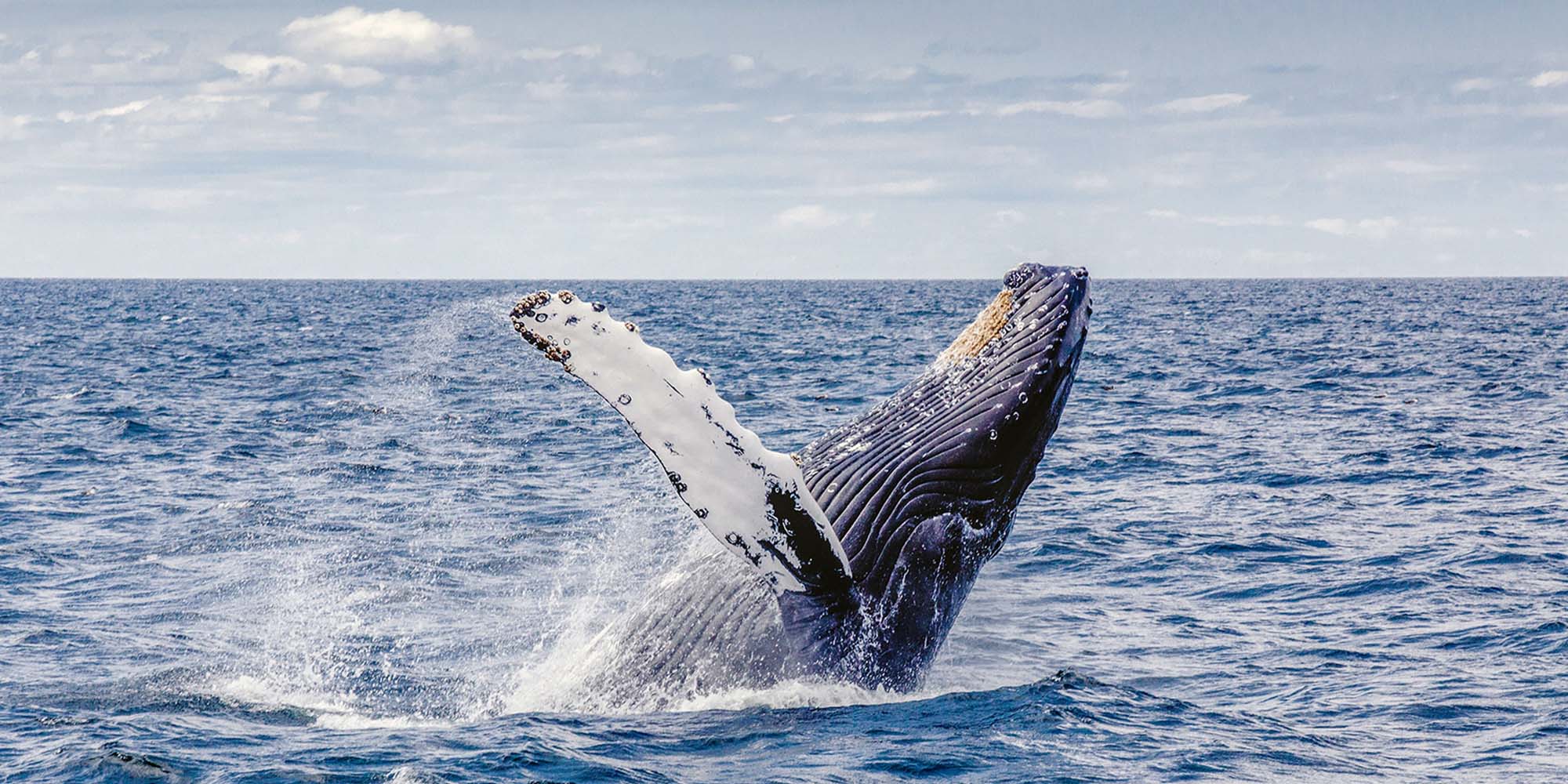 Antipodes tourwriter story