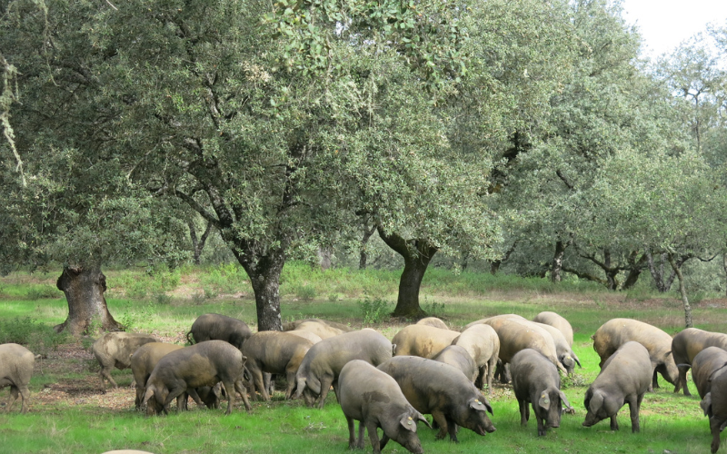 Iberian pigs seen on a farm in Spain. The trip was organised by a tour operator